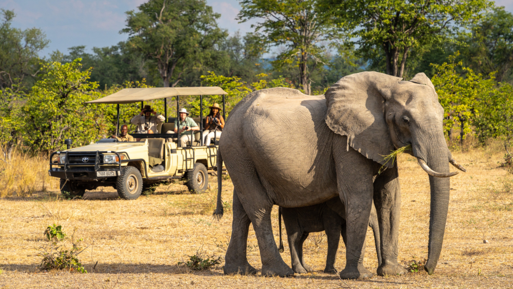 Game drive at Luangwa River Camp