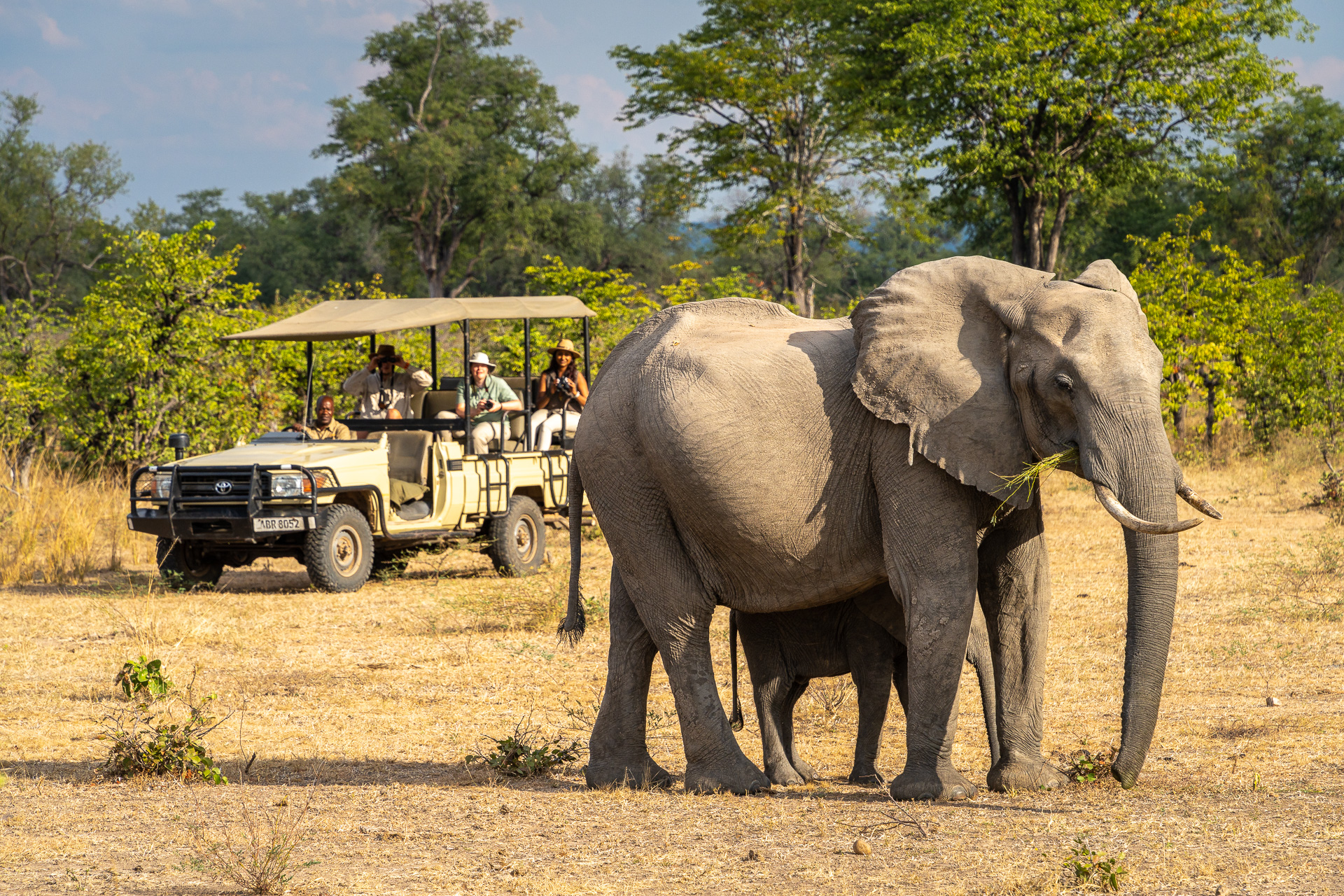 Game drive at Luangwa River Camp
