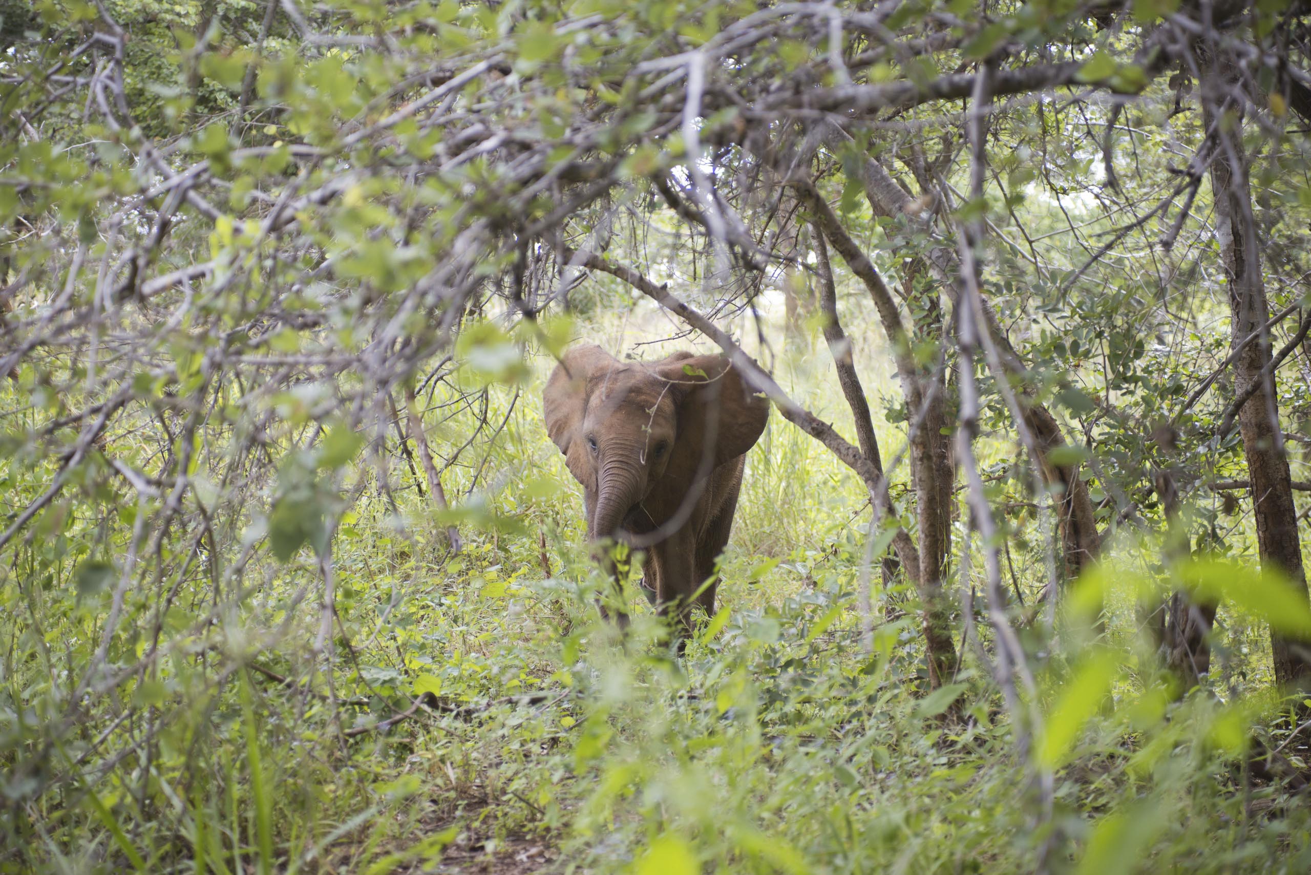 Elephant Orphanage at Lilayi