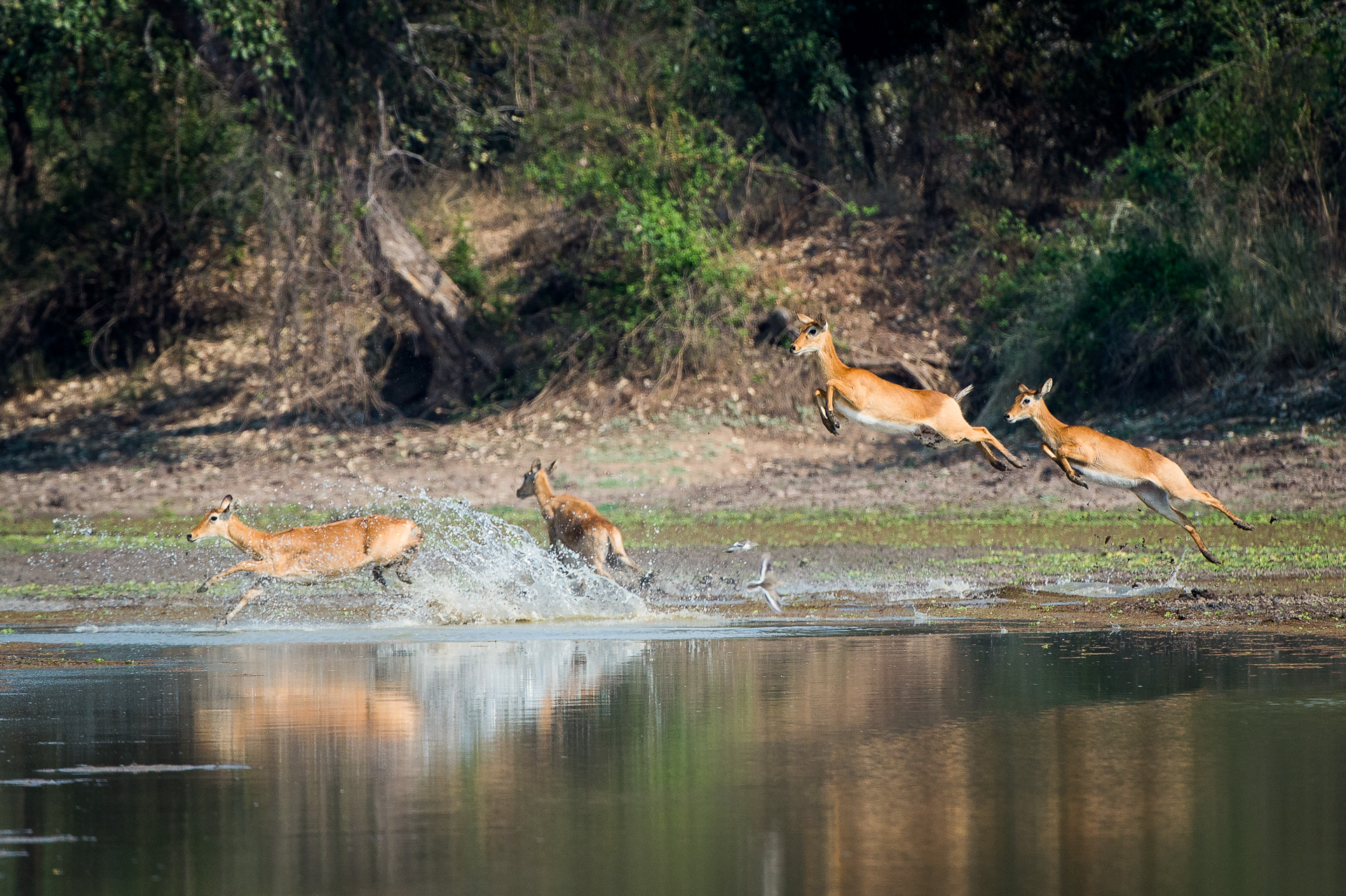 luangwa-bush camping robin-pope-safaris